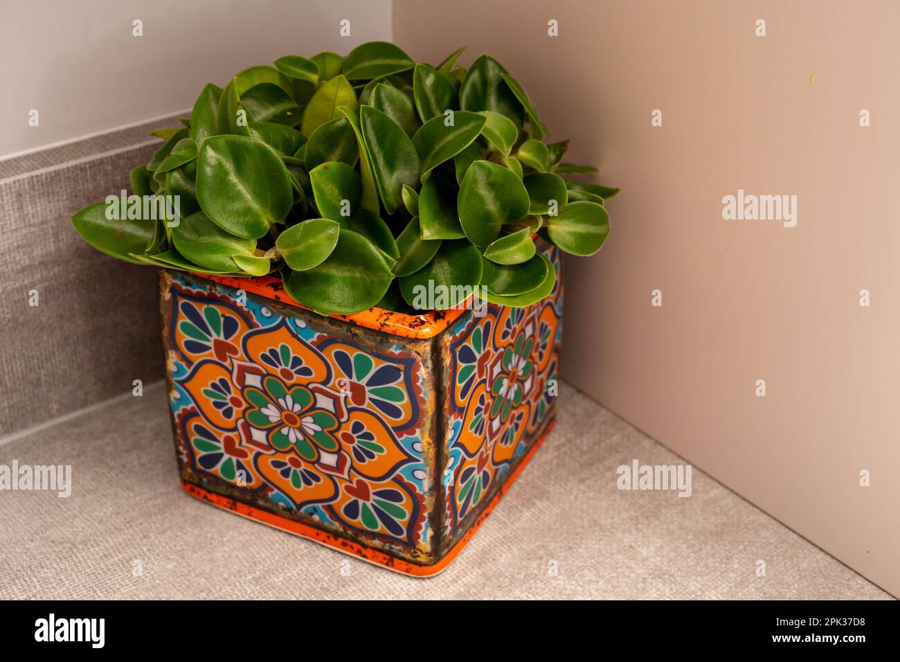 Peperomia orba 'Pixie' or Teardrop Peperomia, in a colorful patterned pot, indoors on a kitchen bench. Stock Photo