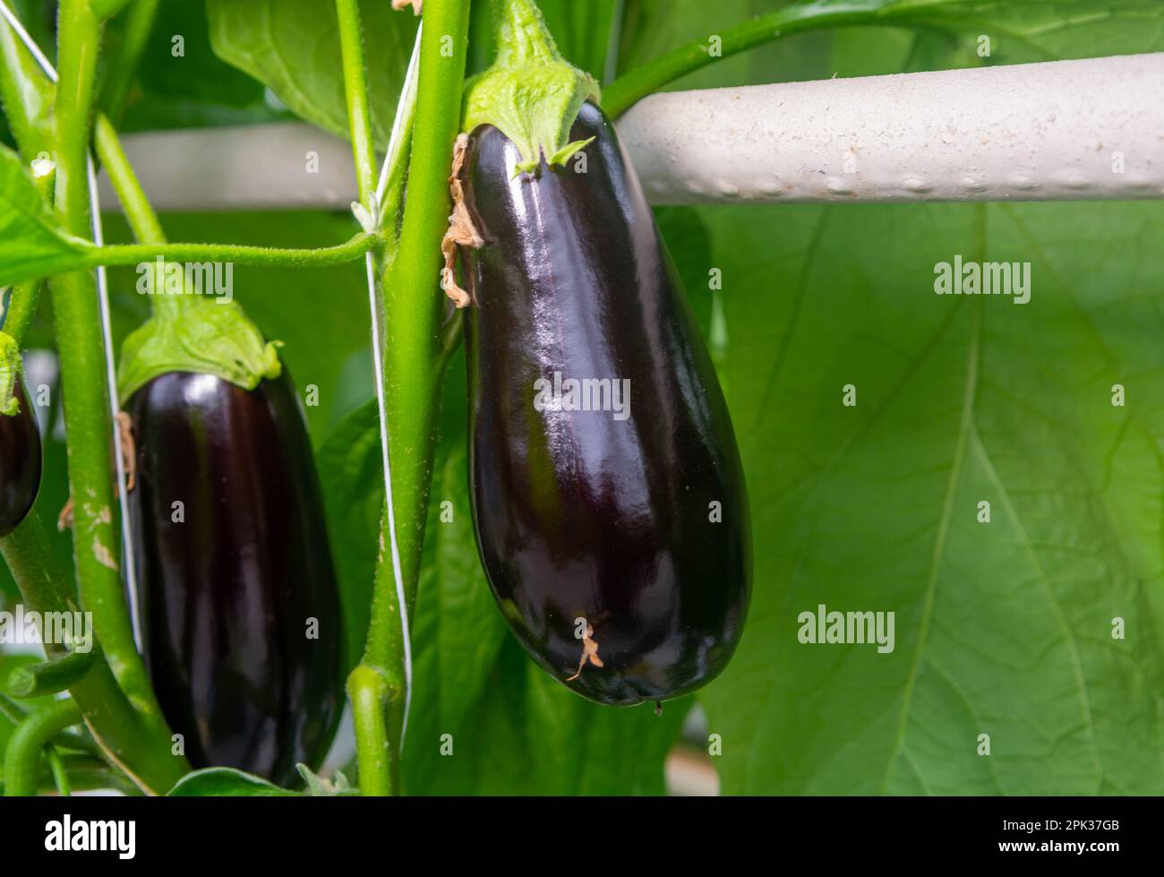 Dutch organic greenhouse farm with rows of eggplants plants with ripe