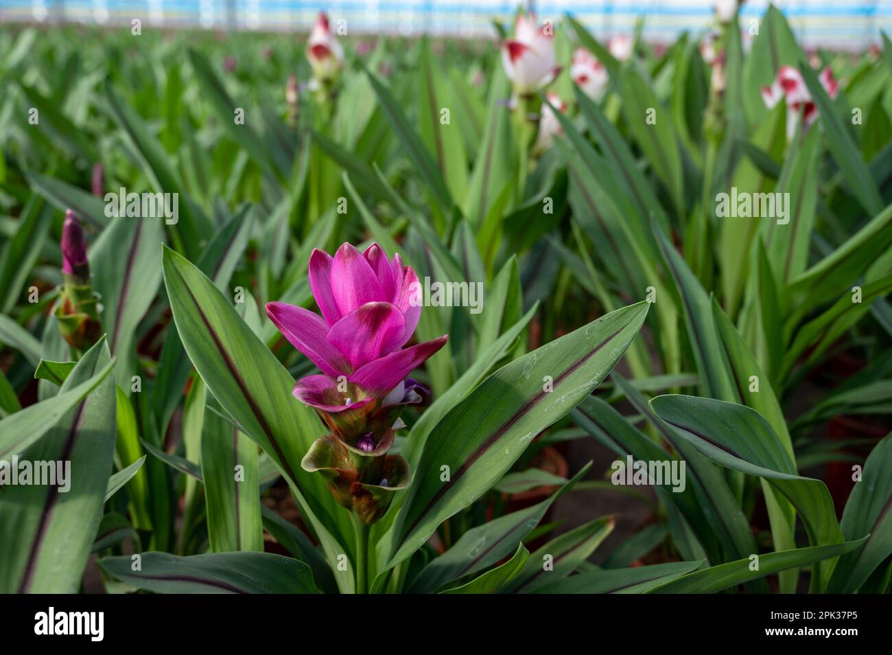 Turmeric, Curcuma longa flowering plant of ginger family, decorative or ornamental flower