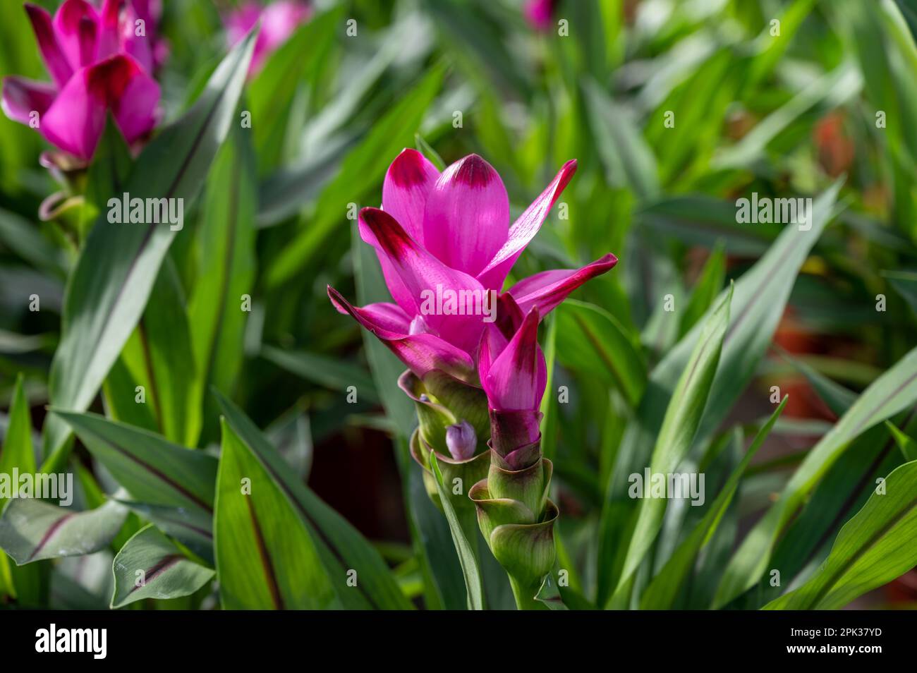 Turmeric, Curcuma longa flowering plant of ginger family, decorative or ...