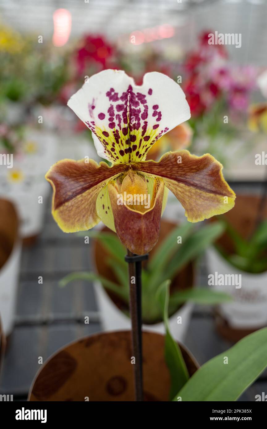 Cultivation of colorful tropical flowering plants orchid family Orchidaceae  Paphiopedilum, Venus slipper in Dutch greenhouse with UV IR Grow Light  Stock Photo - Alamy