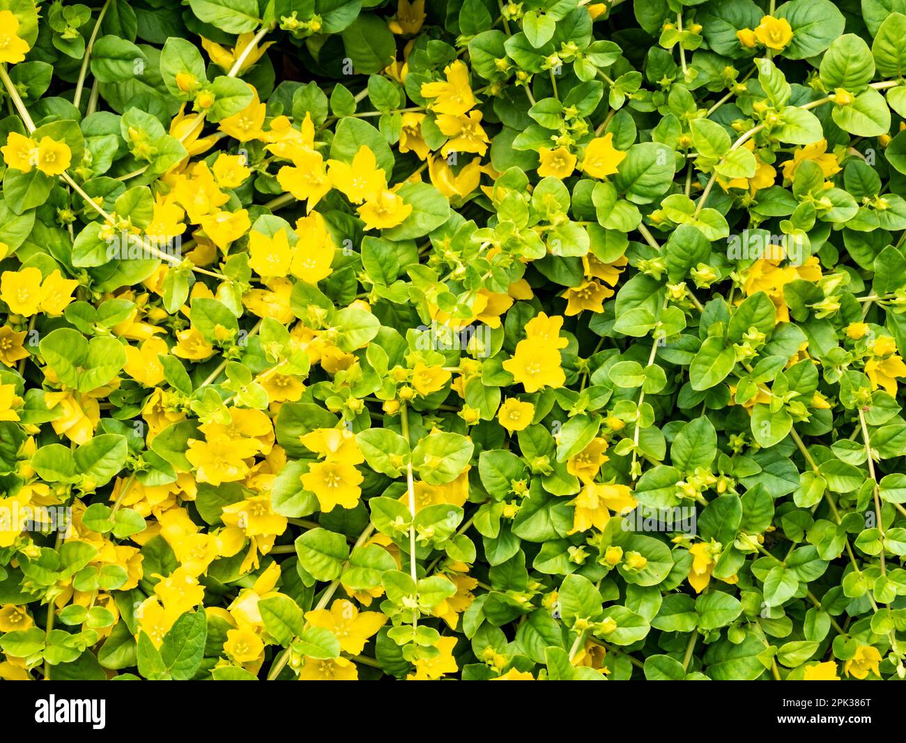 Creeping jenny, Lysimachia nummularia, yellow flowers in garden, Netherlands Stock Photo