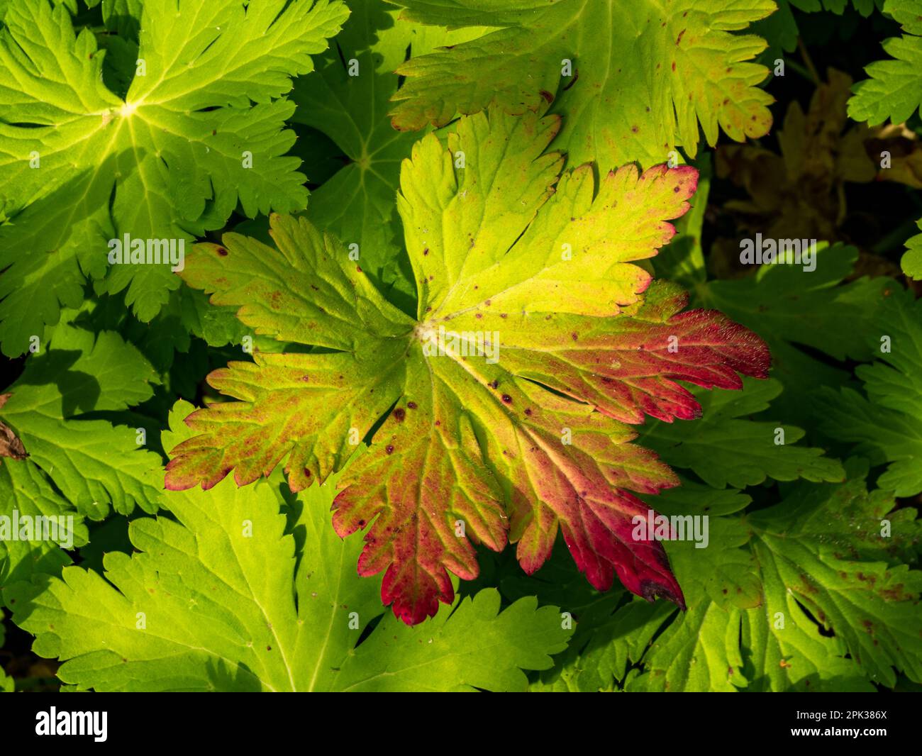 Garden lady's mantle, Alchemilla mollis, leaf in autumn colours green, yellow and red Stock Photo