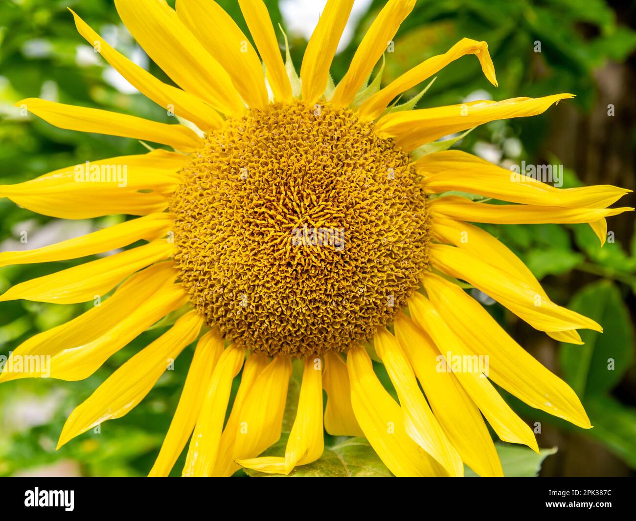 Sunflower head, Helianthus annuus, horizontal Stock Photo Alamy