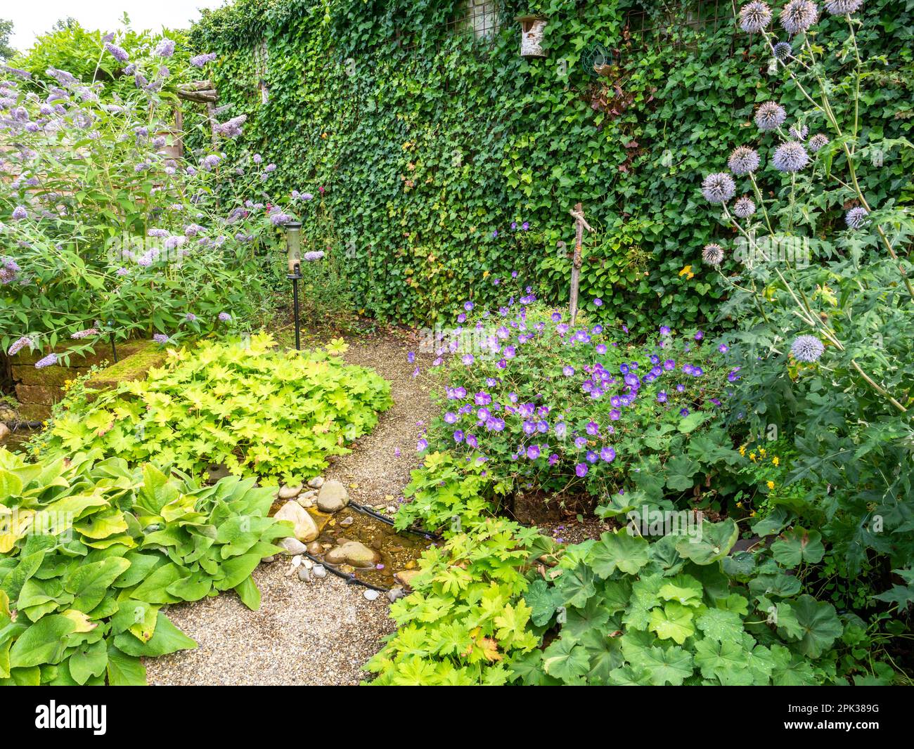 Small garden with densely planted native plants ivy, echinops, water stream and gravel path in summer, Netherlands Stock Photo