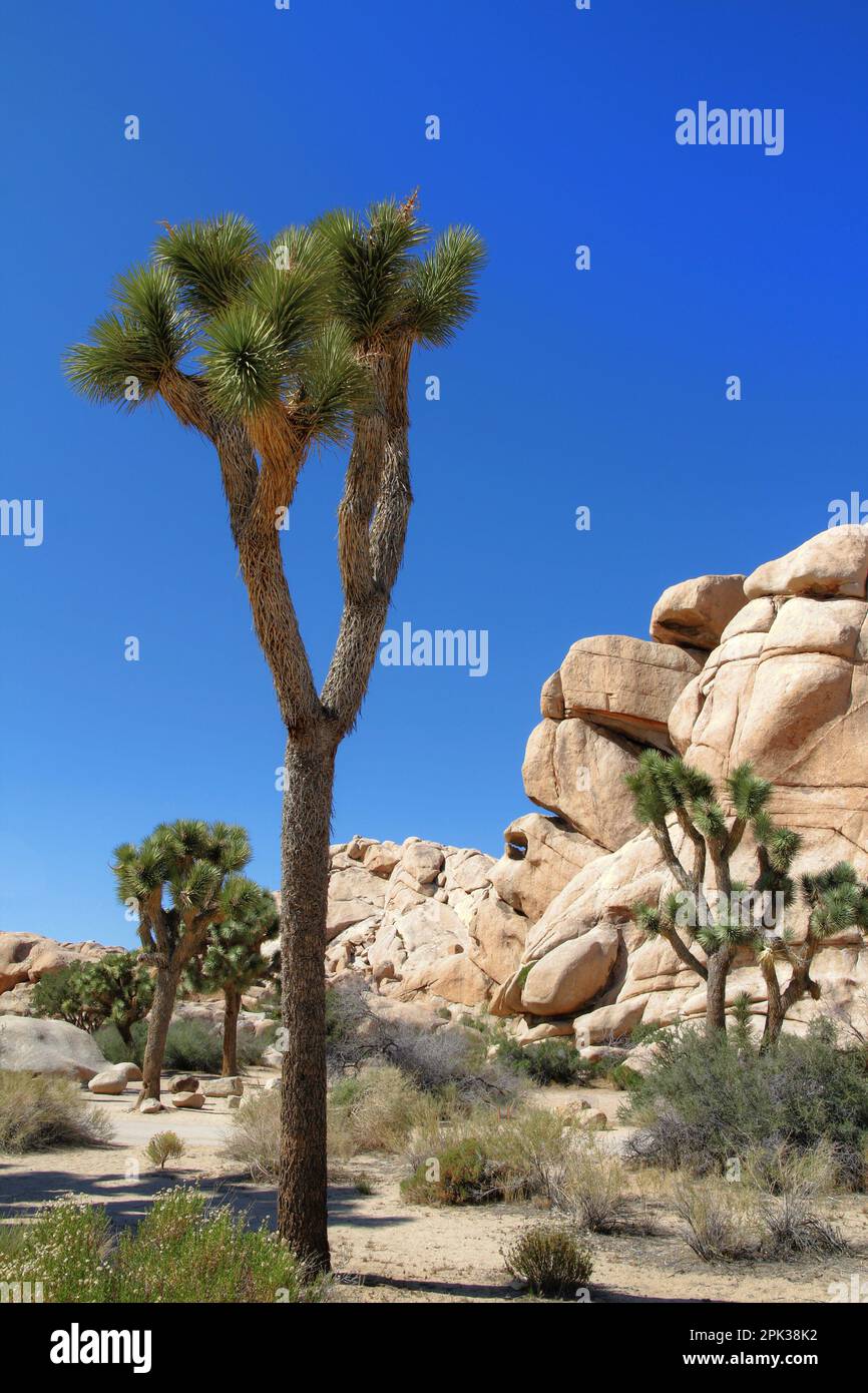 Joshua trees (Yucca brevifolia) in front of large boulders and rocks at