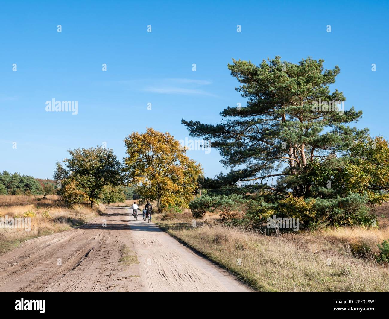 People bicycling on cycle path in nature reserve Veluwe near Kootwijk, Gelderland, Netherlands Stock Photo