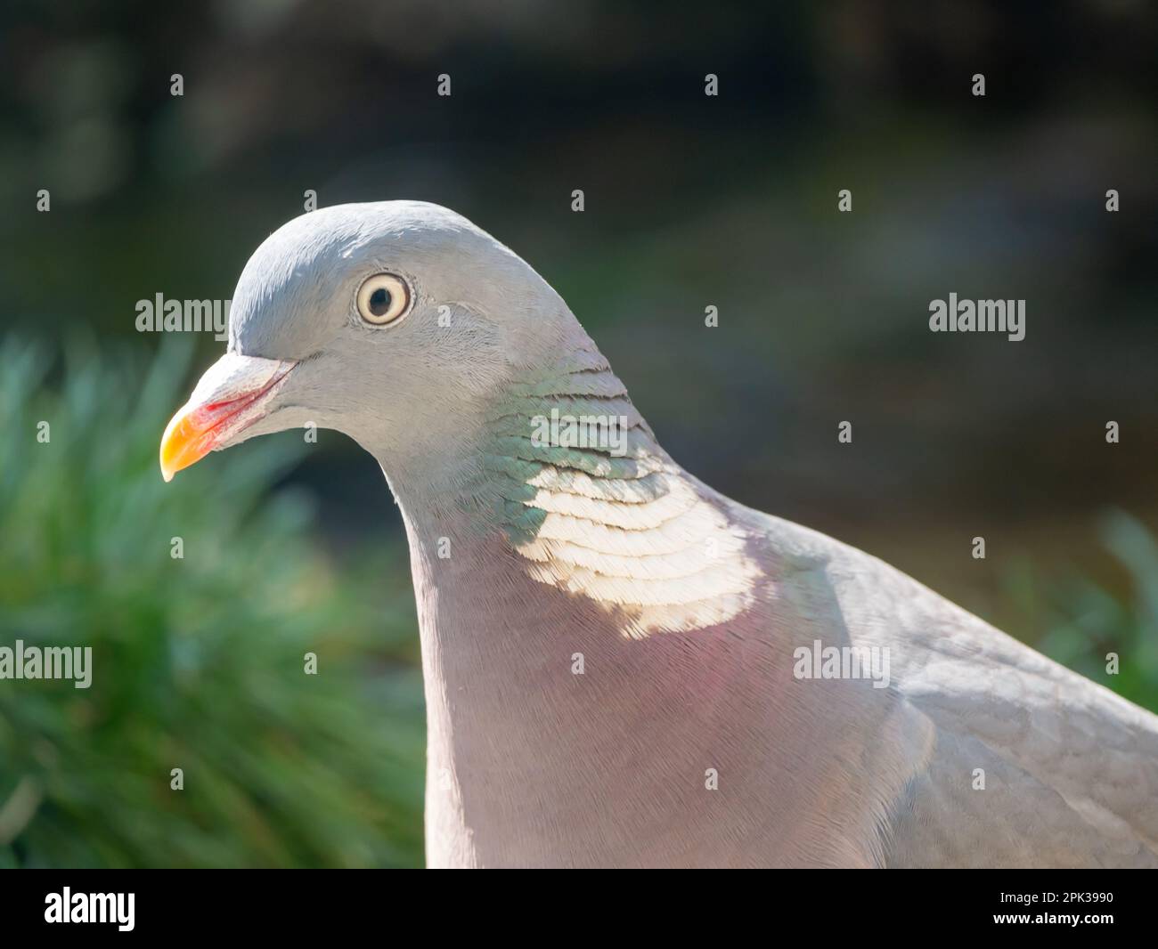 Portrait of common wood pigeon, Columba palumbus, in garden, Netherlands Stock Photo