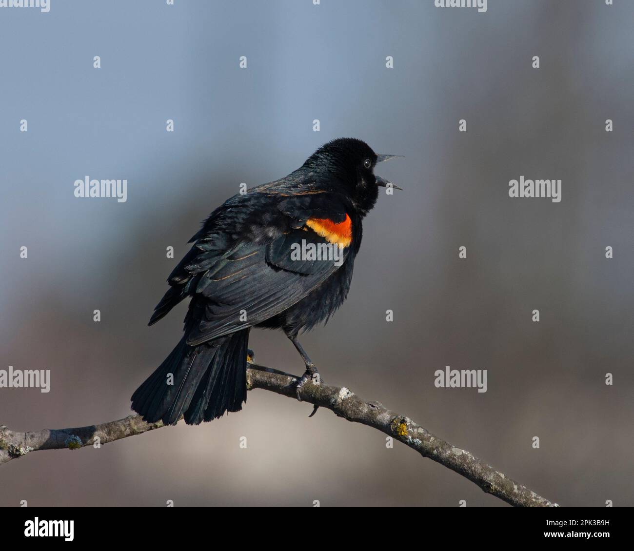 A small red-winged blackbird is perched atop a thin branch of a tree, its wings spread widely as it surveys its surroundings Stock Photo