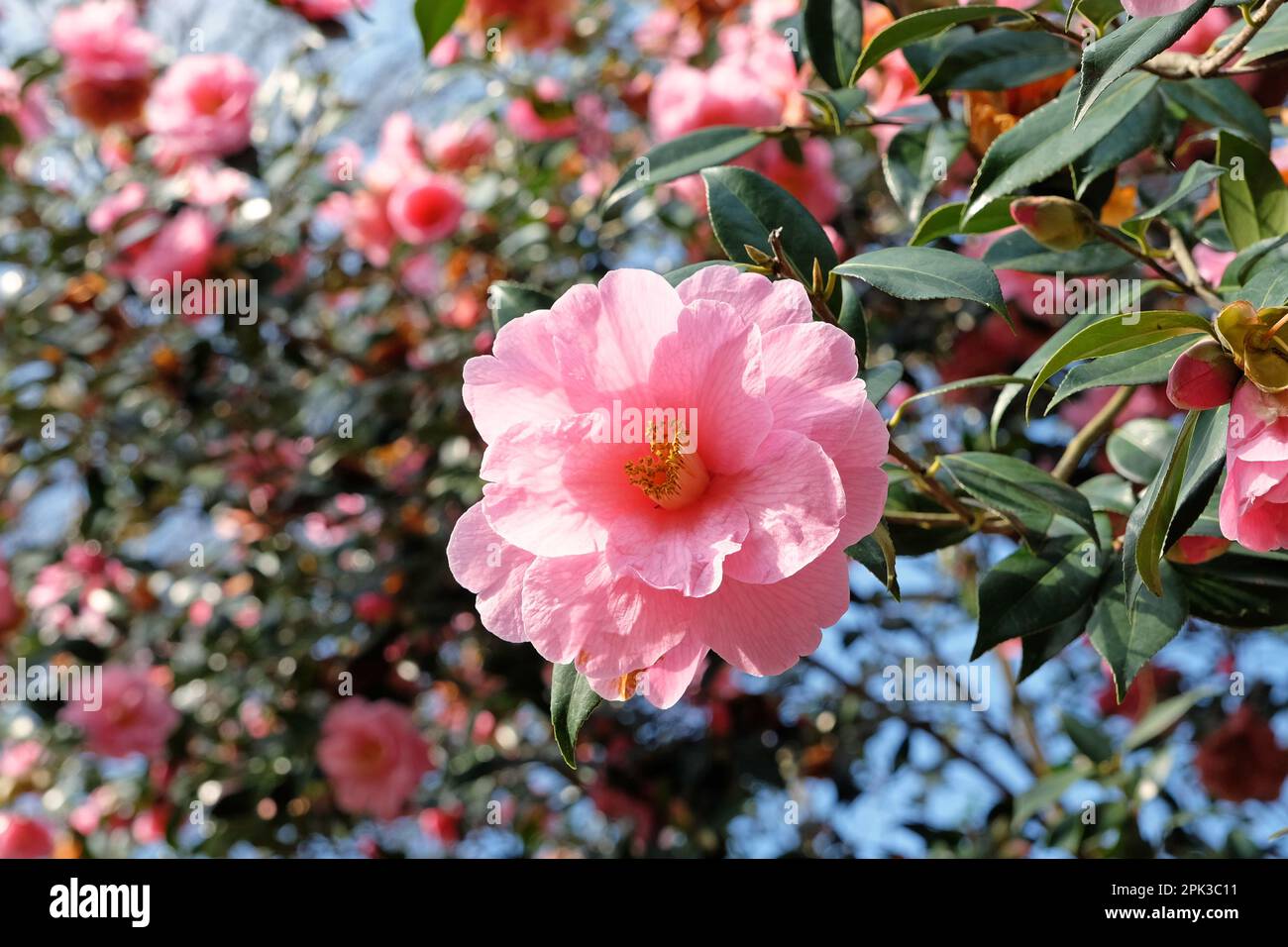 Pink Camellia japonica in flower Stock Photo