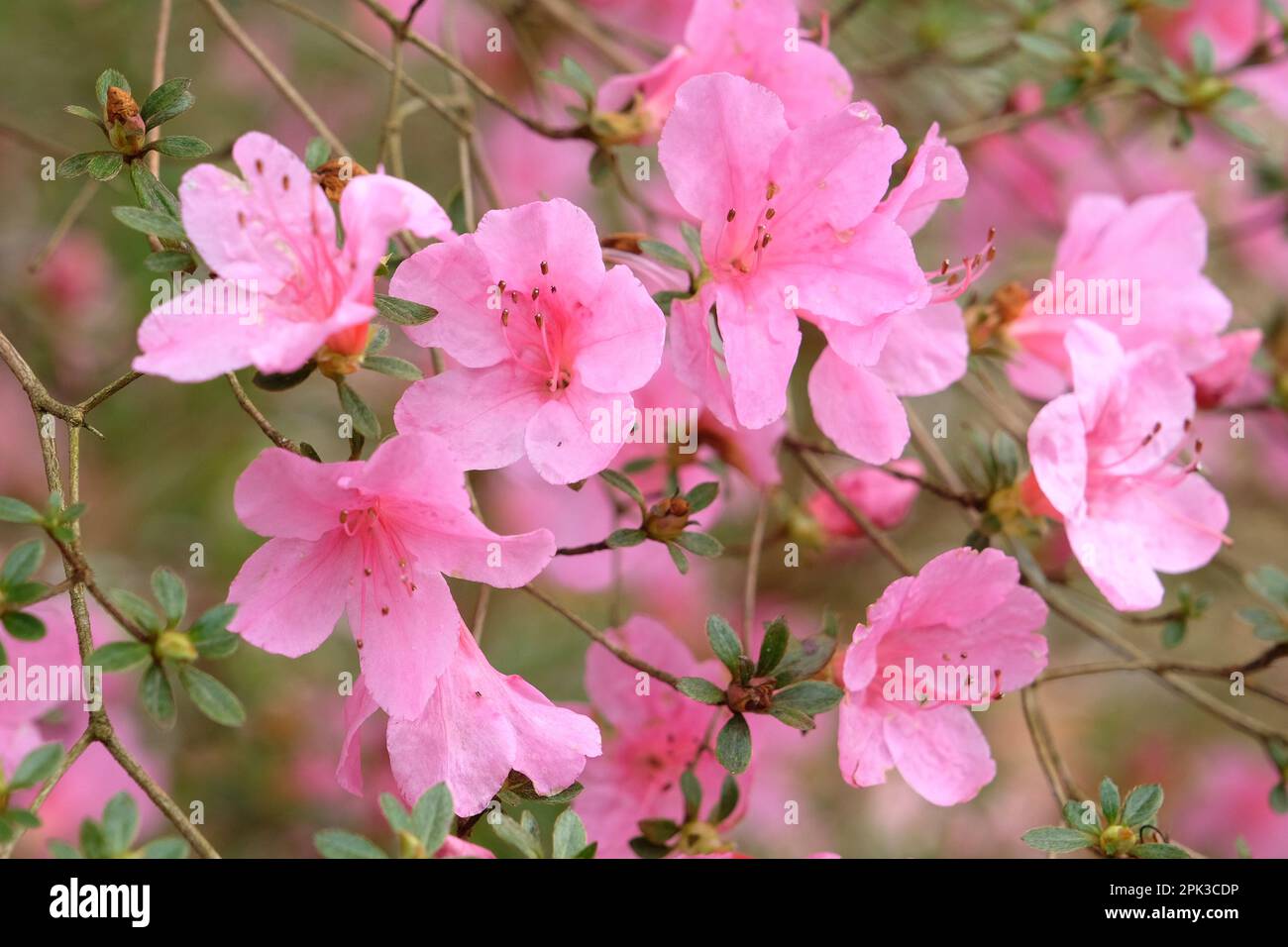 Rhododendron 'Madame Albert van Hecke' in flower. Stock Photo