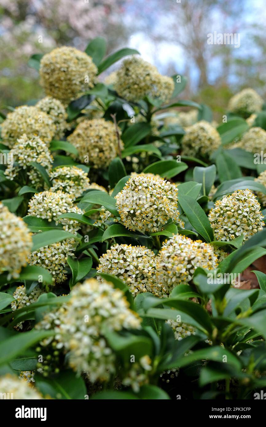 Skimmia Japonica 'Fragrans'  in flower. Stock Photo