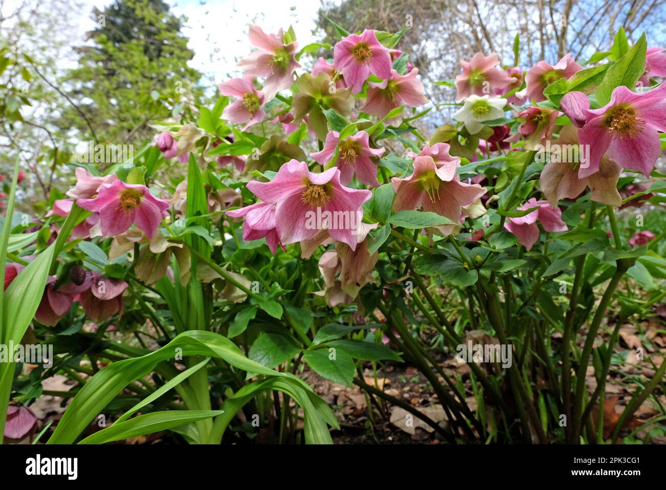 Helleborus hybridus, or hybrid hellebores in flower. Stock Photo