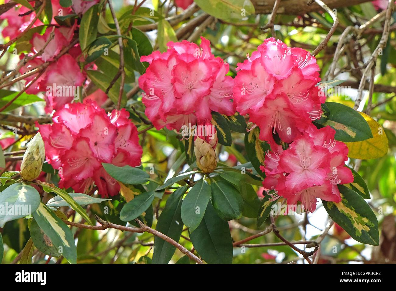 Rhododendron 'President Roosevelt' in flower. Stock Photo