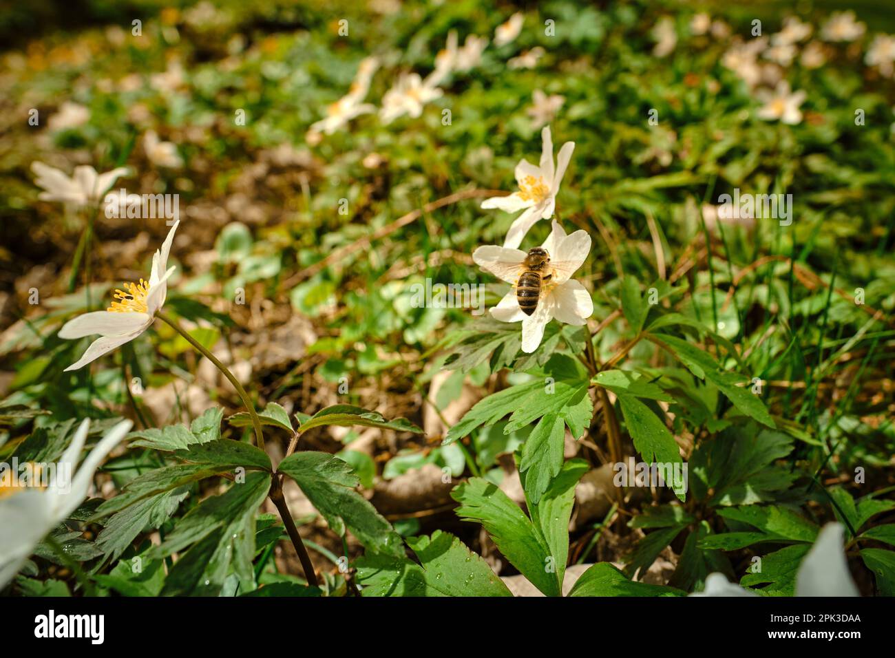 Wild bee pollinating a white-yellow wood anemone early-spring windflower in a green garden, park or forest on a sunny day Stock Photo