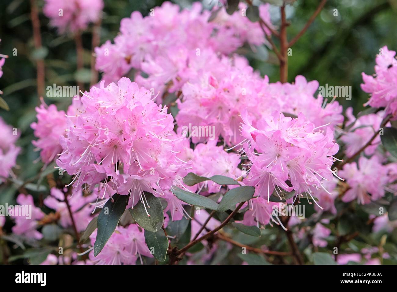 Rhododendron 'Rock Rose' in flower. Stock Photo