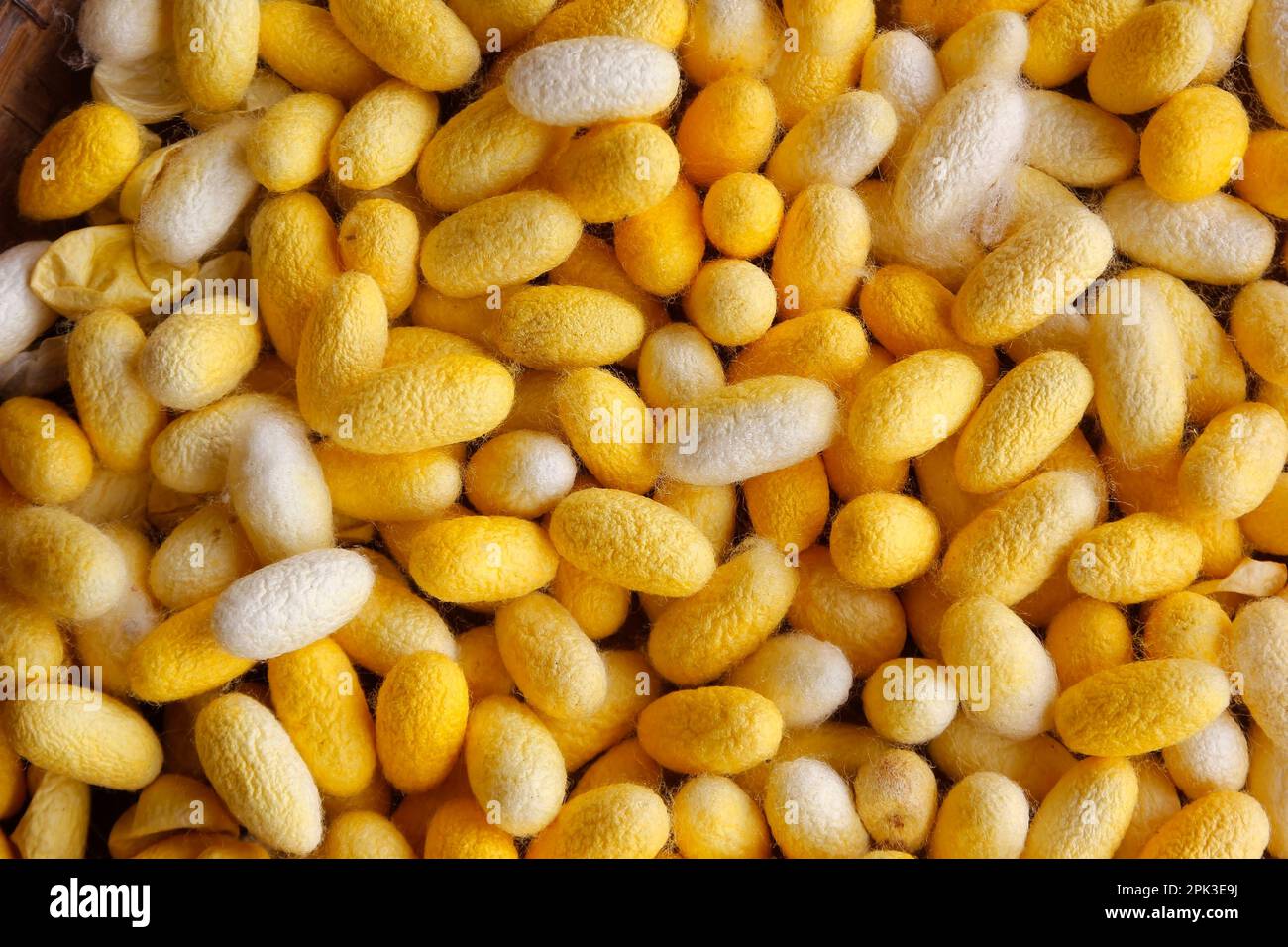 pile of chrysalis silkworm cocoons, The process of making silk Stock