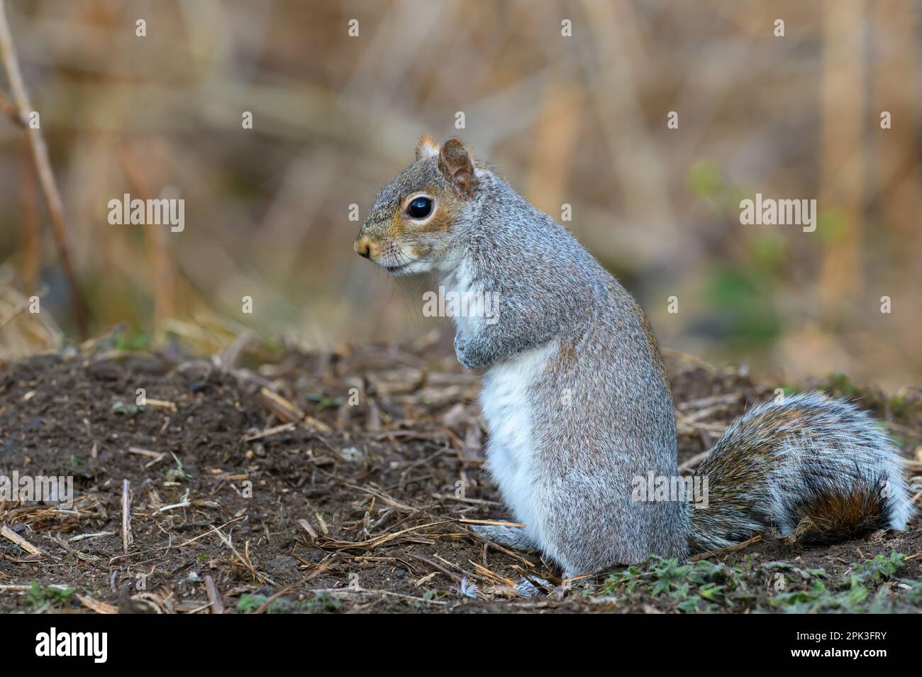 Grey squirrel, Sciurus carolinensis, standing upright. Looking left Stock Photo