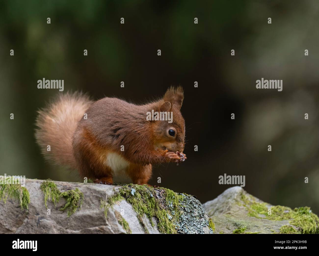 A solitary British Red Squirrel, (Sciurus vulgaris), sitting on a rock