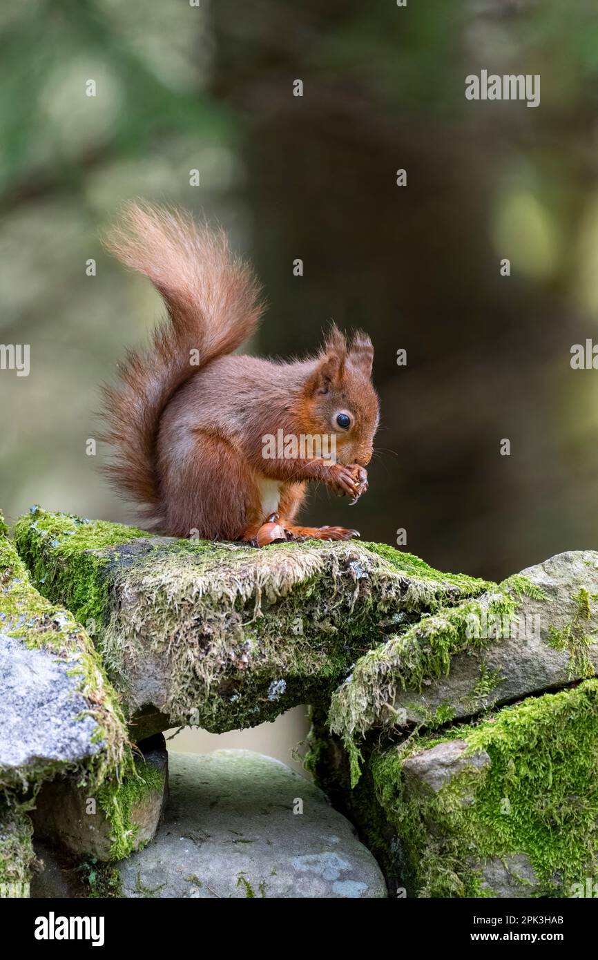 A solitary British Red Squirrel, (Sciurus vulgaris), sitting on a rock