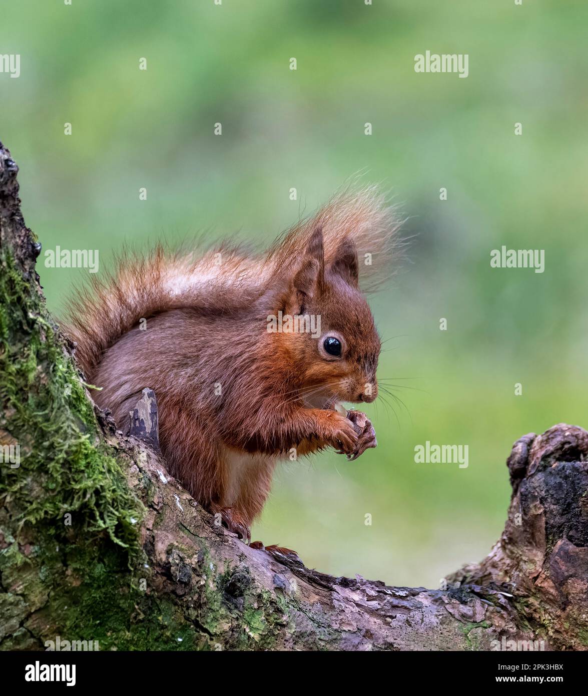A solitary British Red Squirrel, (Sciurus vulgaris), sitting on a log