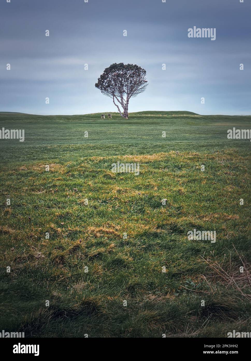 Idyllic view to a bench under a lone tree in the field. Picturesque landscape, solitude concept Stock Photo