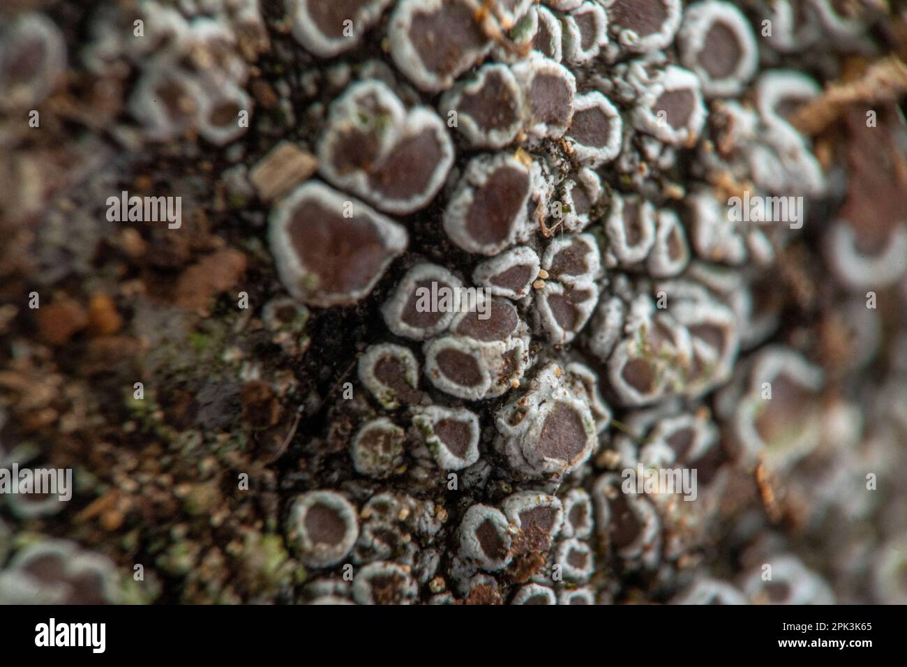 grey lichens on a tree Stock Photo - Alamy