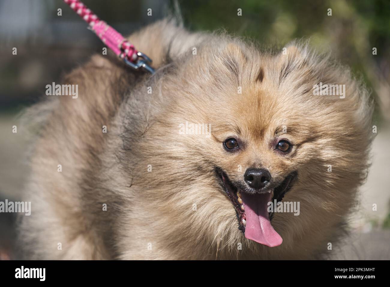 This dog wants to run Stock Photo