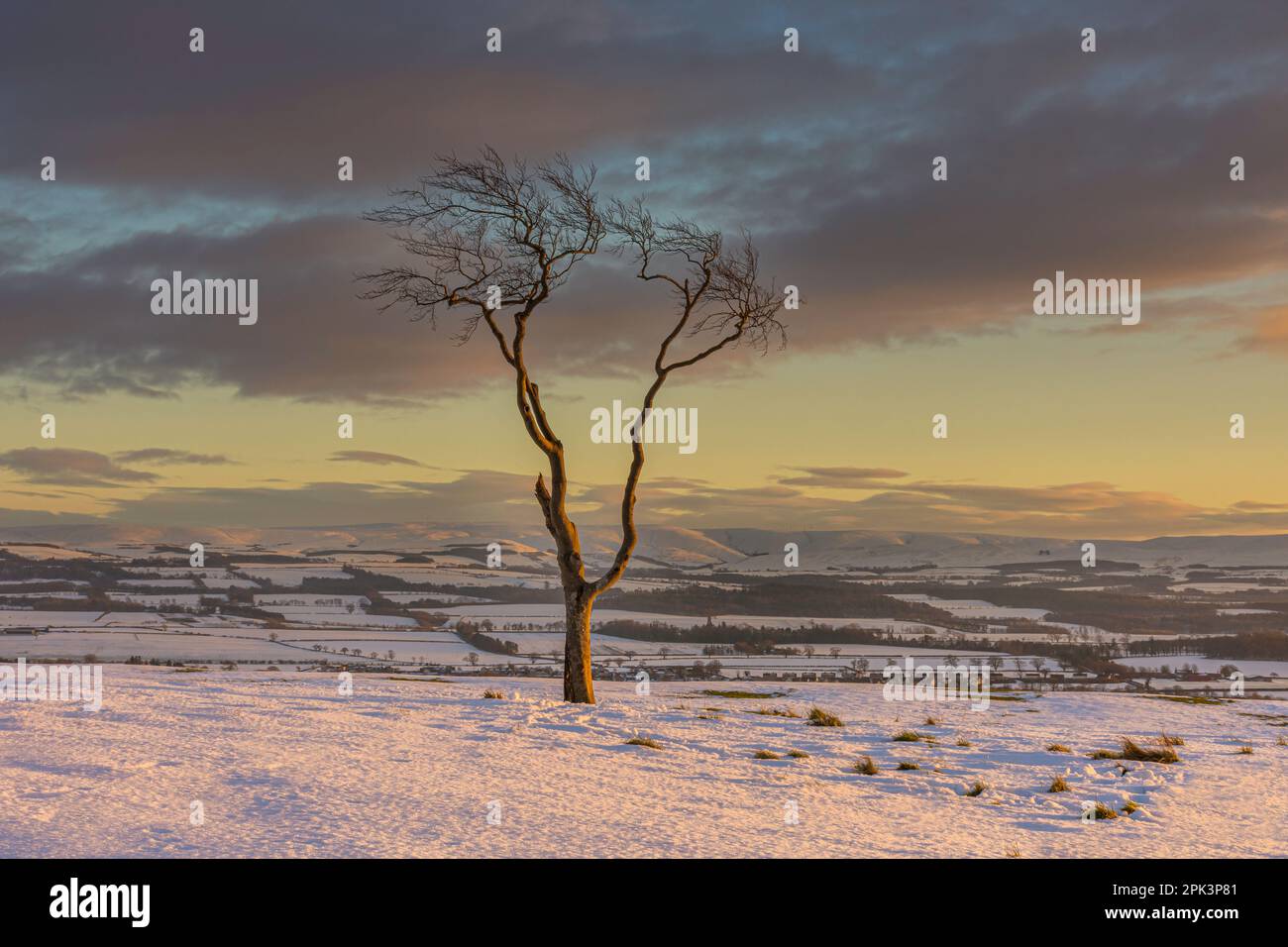 Lone Tree in Winter evening light, Lammermuir Hills Stock Photo