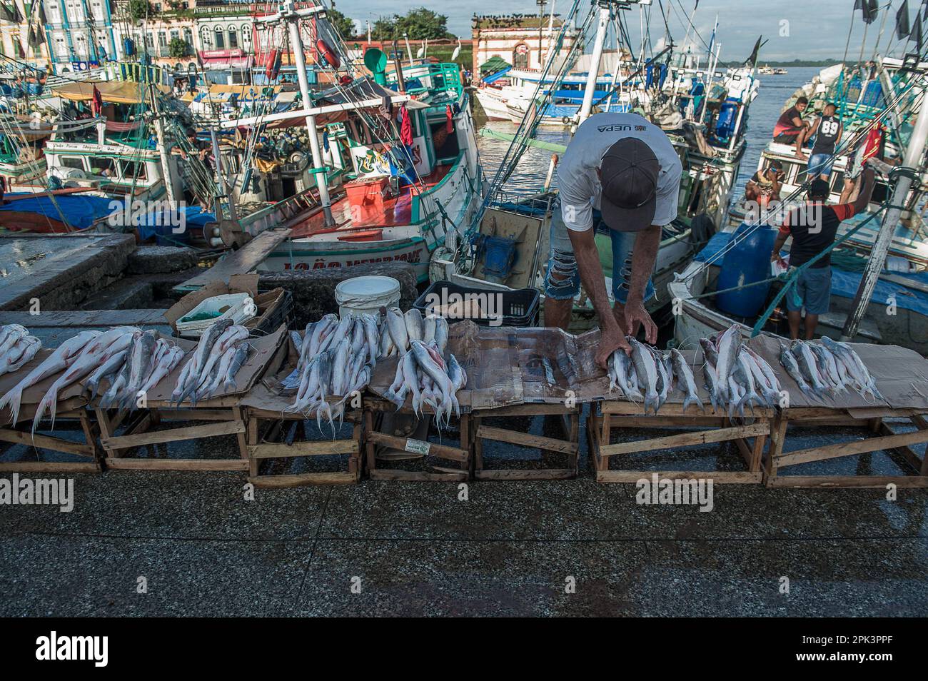 BELÉM, PA, USA. 04th Apr, 2023. PEDRA DO PEIXE IN BELÉM - Fish trade in ...