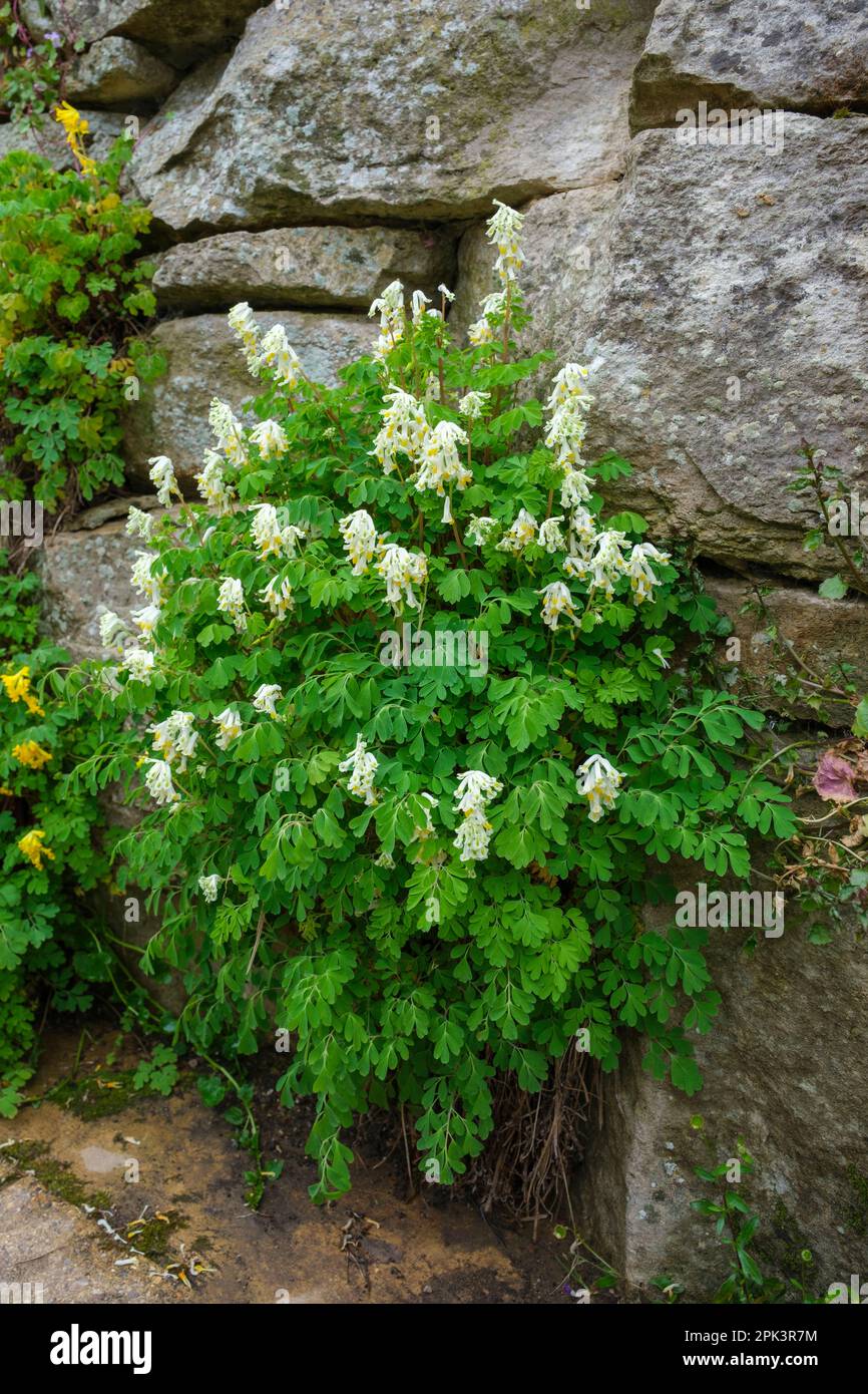 Corydalis lutea Alba, Clusters of creamy white trumpets over lacy foliage Stock Photo