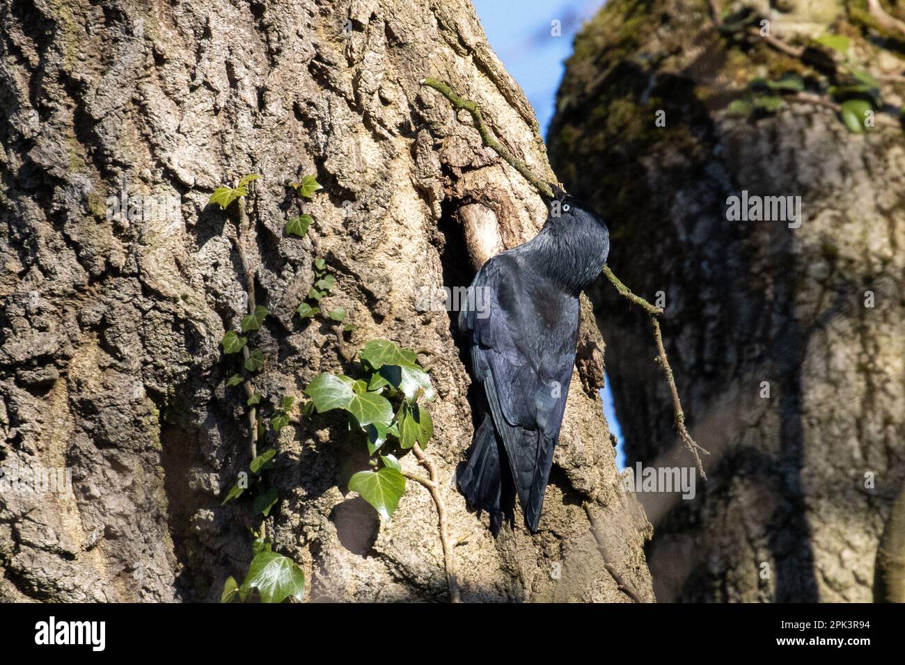 Clever jackdaw (Corvus monedula) works out how to get this oversized twig into its narrow nesting hole in a tree. Burley-in-Wharfedale, West Yorkshire Stock Photo