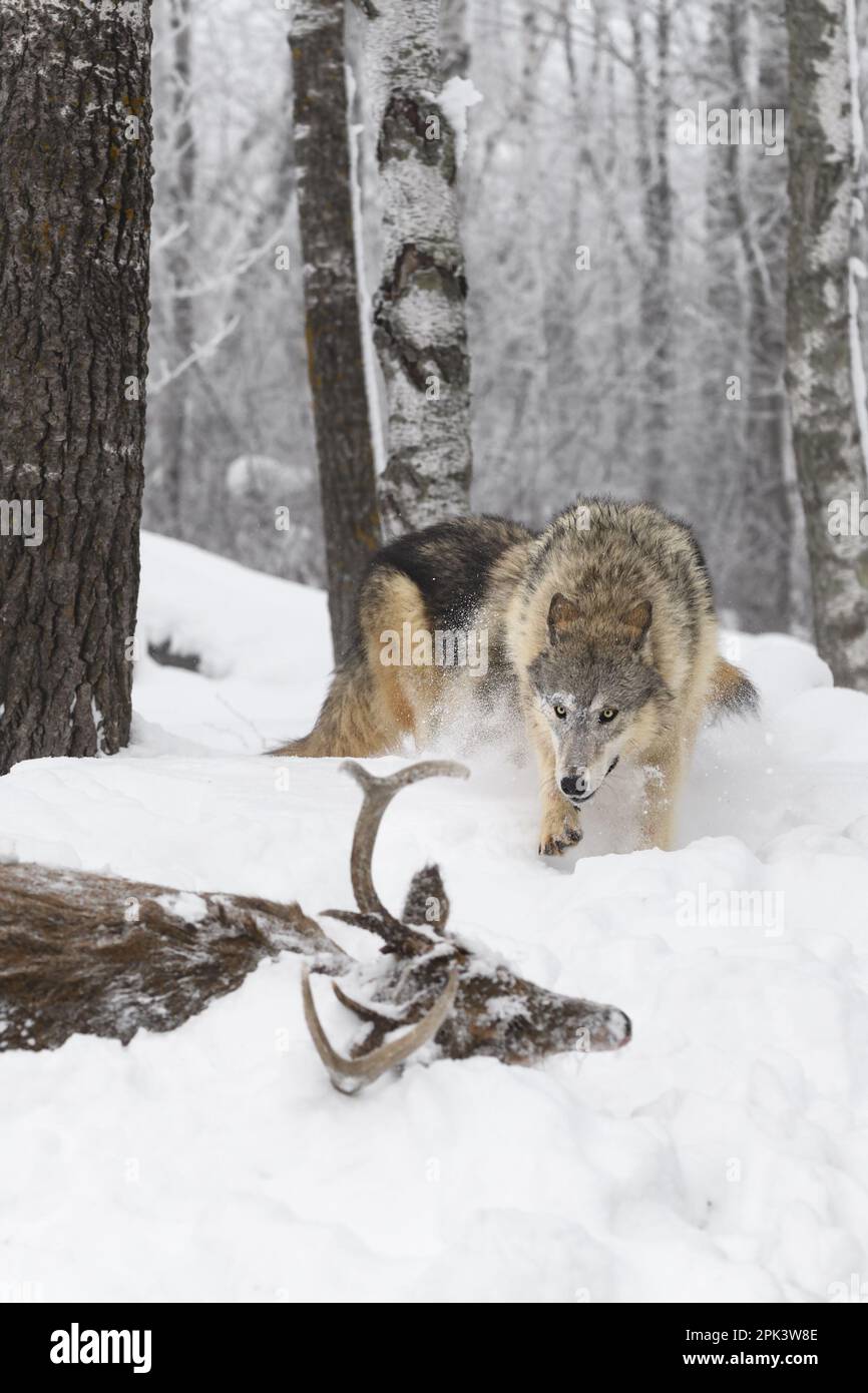 Wolf (Canis lupus) Runs to Body of White-Tail Deer Head Down Winter - captive animals Stock Photo