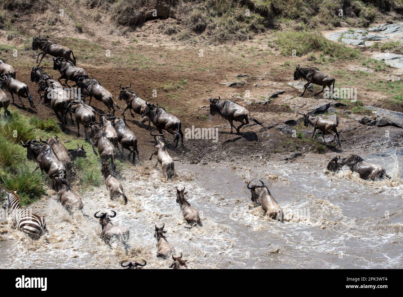 Wildebeest migration Maasai Mara Kenya Stock Photo