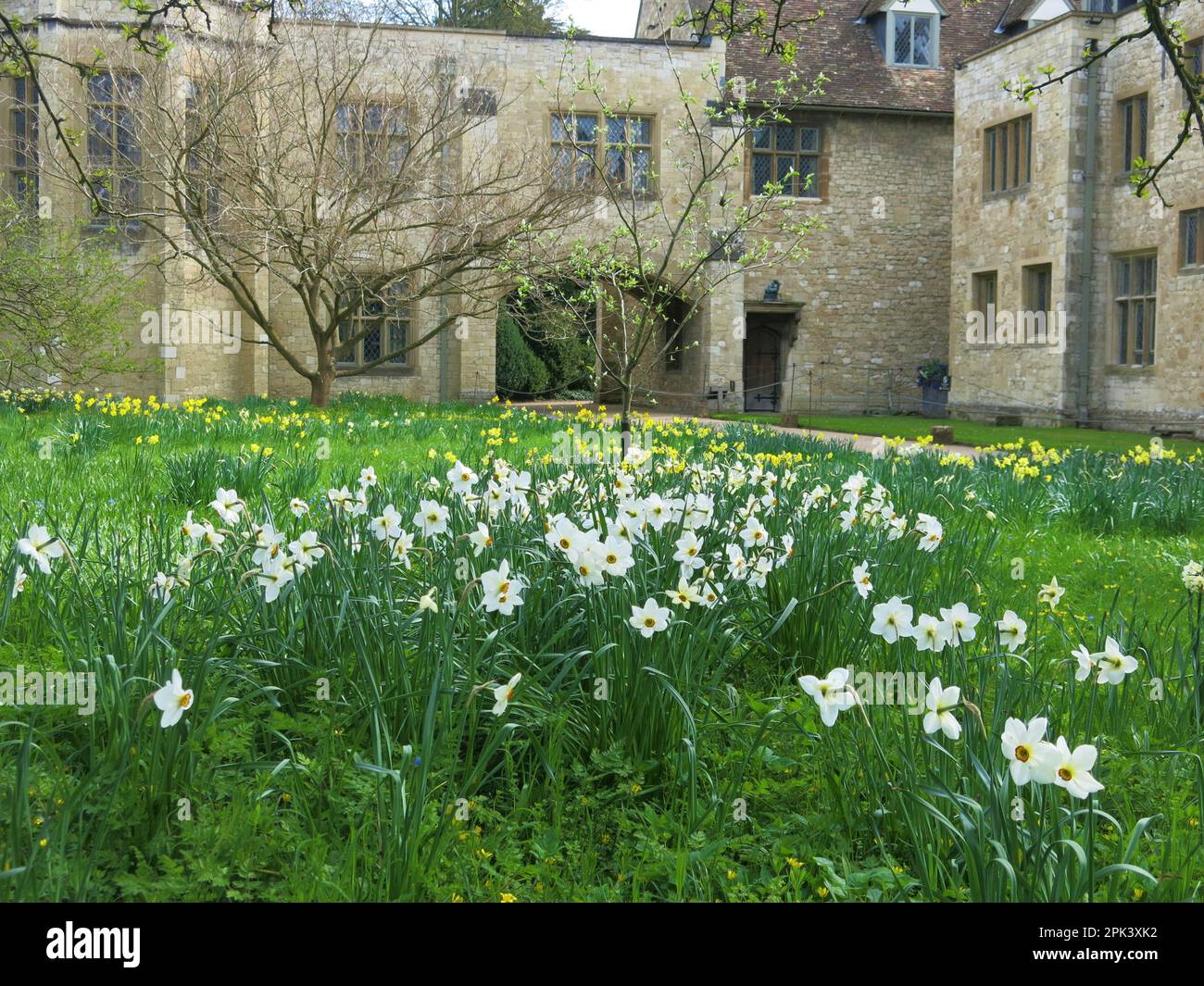 Swathes of daffodils bring spring colour to the gardens at Anglesey