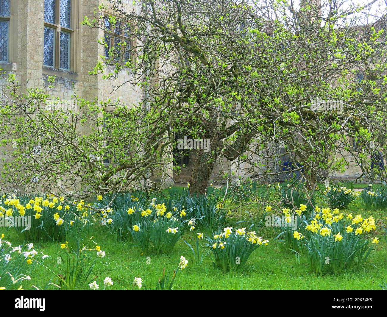 Swathes of daffodils bring spring colour to the gardens at Anglesey