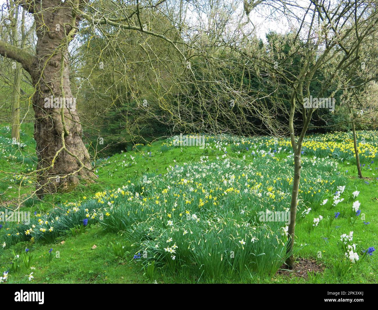 April 2023 at Anglesey Abbey: the parkland is covered by swathes of ...