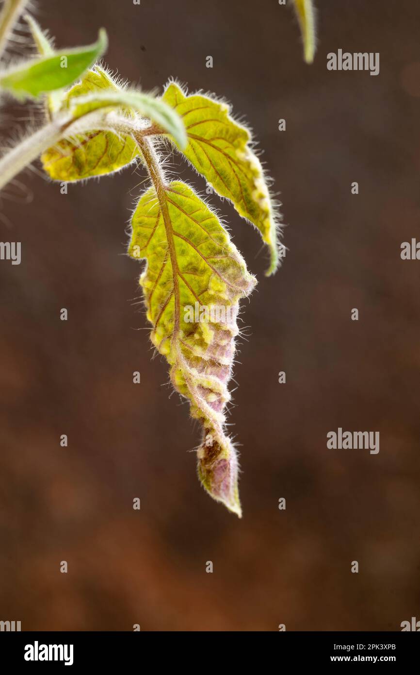 Tomato plant with edema (oedema) blisters on its leaves Stock Photo Alamy
