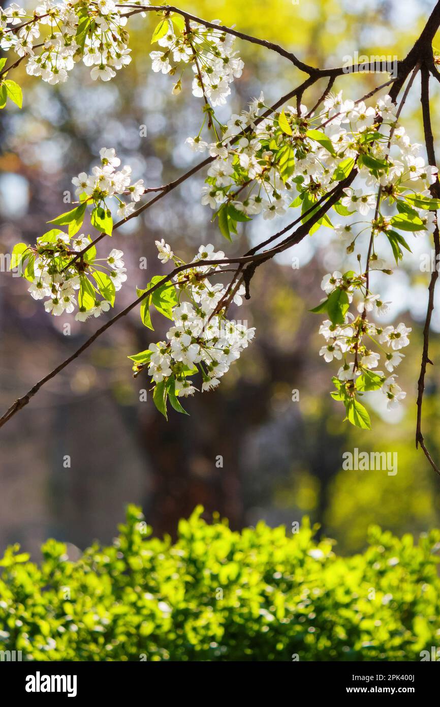decorative apple blossom in the park. nature background with white flowers Stock Photo