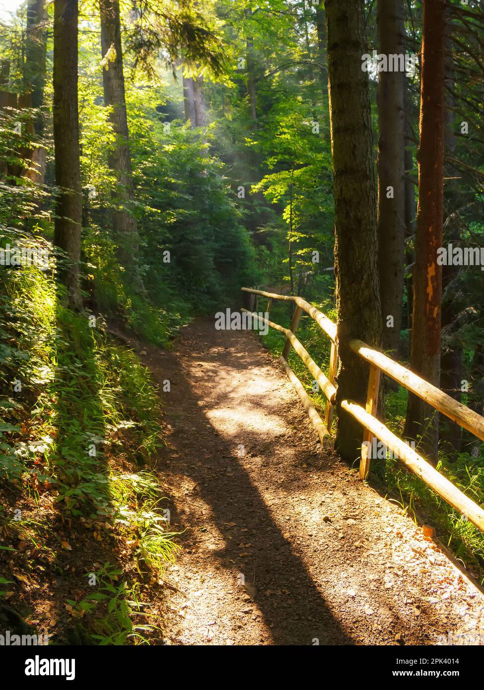 beautiful summer forest park with green trail. countryside landscape with fence along the path Stock Photo