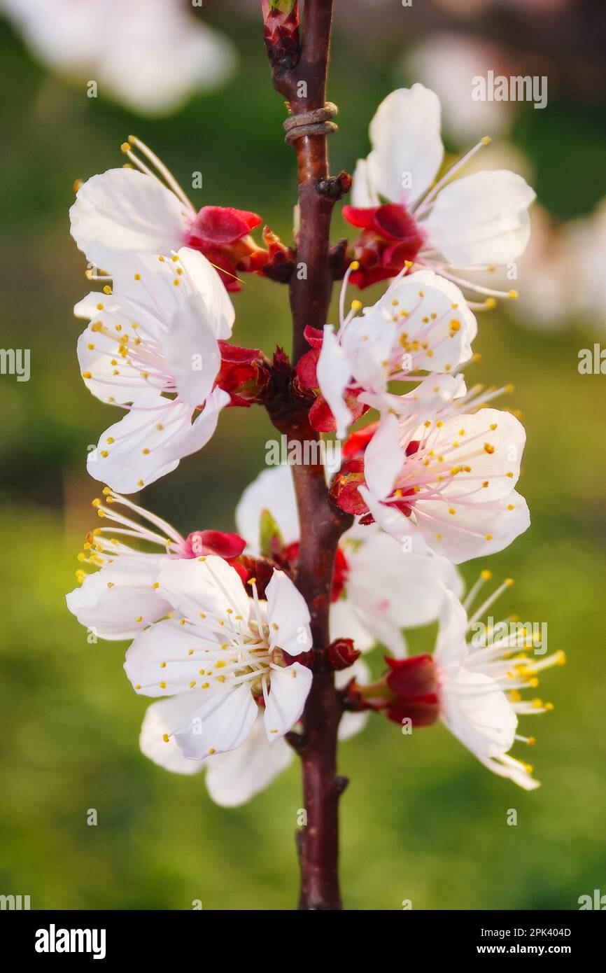 pink apple blossom in the garden. spring nature background with white flowering Stock Photo