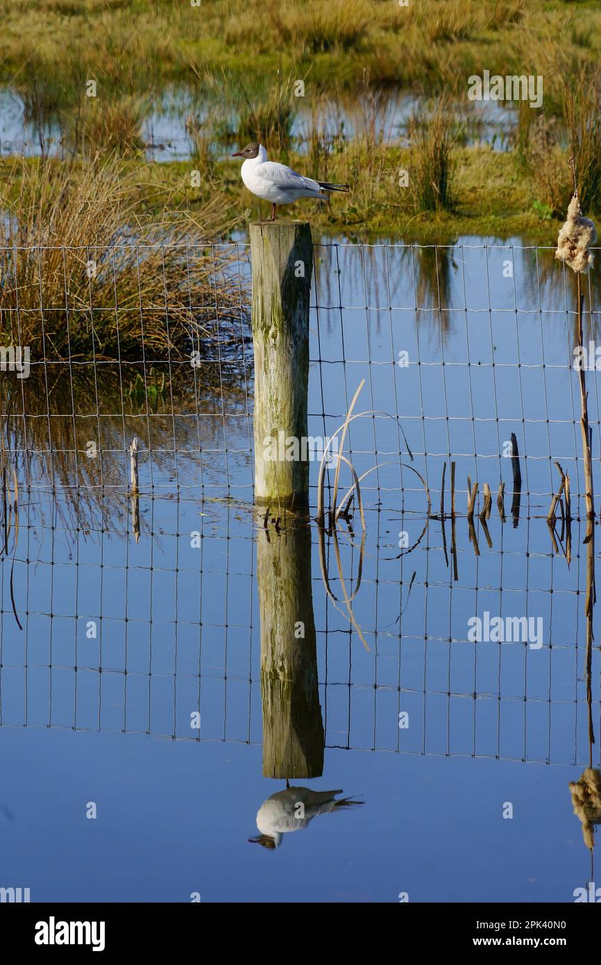 A calm lake at St Aidan’s RSPB Nature Reserve and park with a Black-headed Gull reflecting on a lake while resting on a sturdy fence post, Castleford, Stock Photo