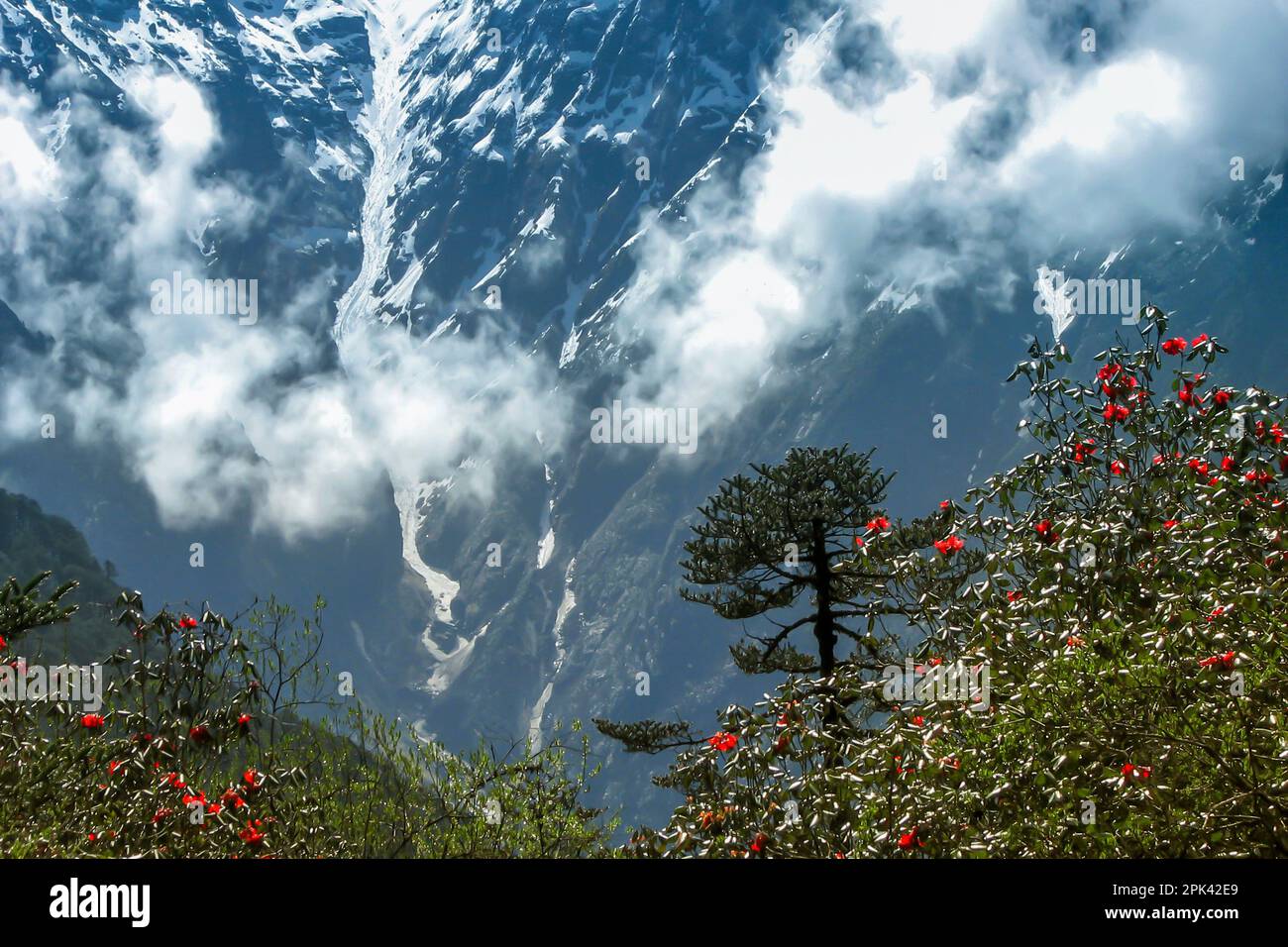 Yumthang Valley or Sikkim Valley of Flowers sanctuary, Himalayan mountains background, North Sikkim, India. Shingba Rhododendron Sanctuary. Stock Photo