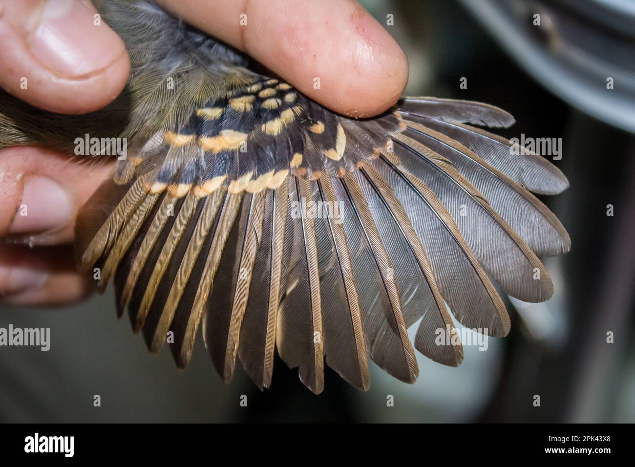 Measuring a Bird’s wing and tail which is being held in a person's hand for research, Amazon Jungle, Madre de Dios, Puerto Maldonado, Peru Stock Photo
