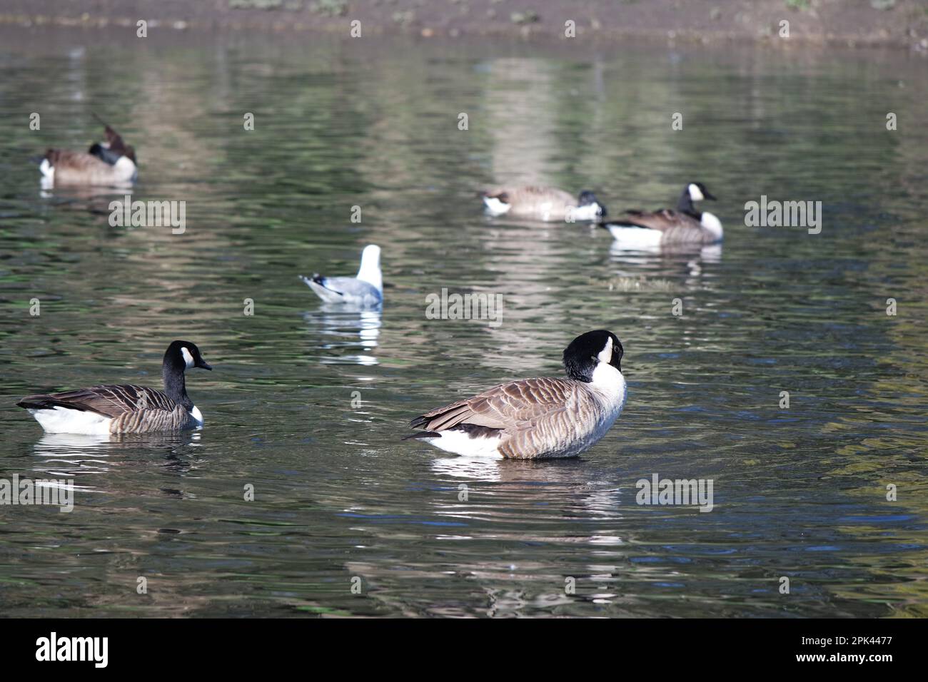 Cute Water Birds at The Lake of Public Park of Luton England UK Stock