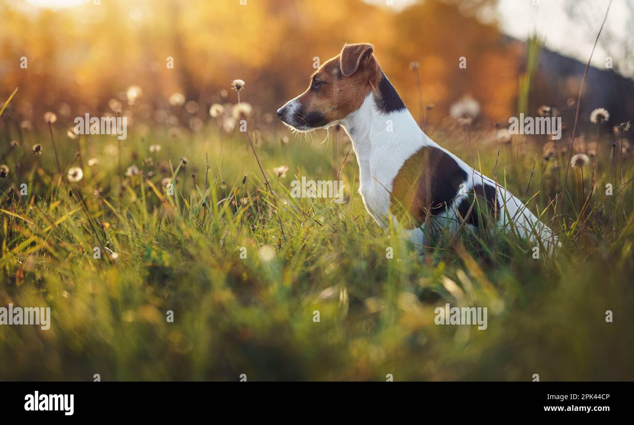 Small Jack Russell terrier sitting on autumn low grass with some white hawkbit flowers, looking to side, nice sunlight bokeh background Stock Photo