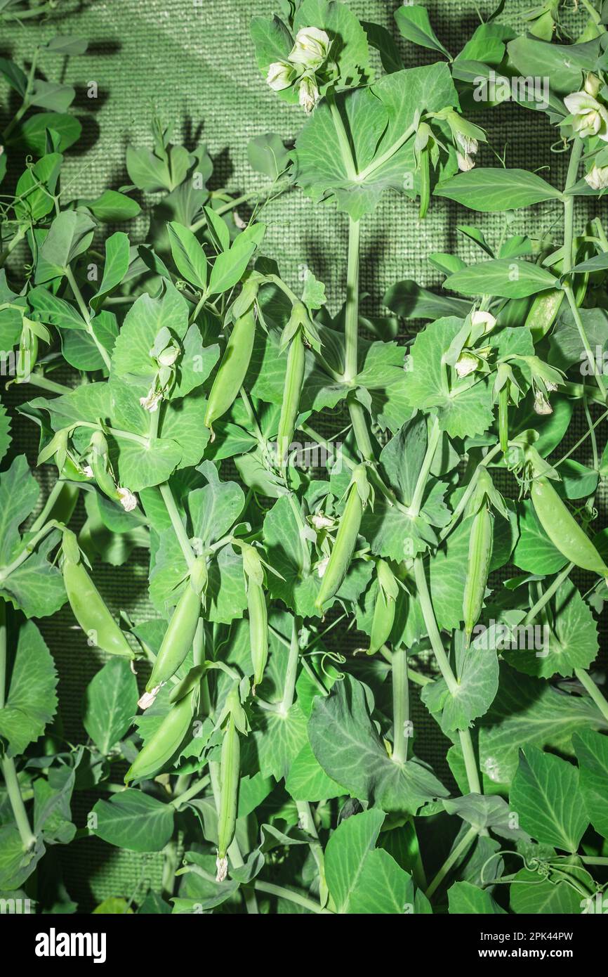 Sugar Snap peas (possum sativum), Cape Town, South Africa Stock Photo