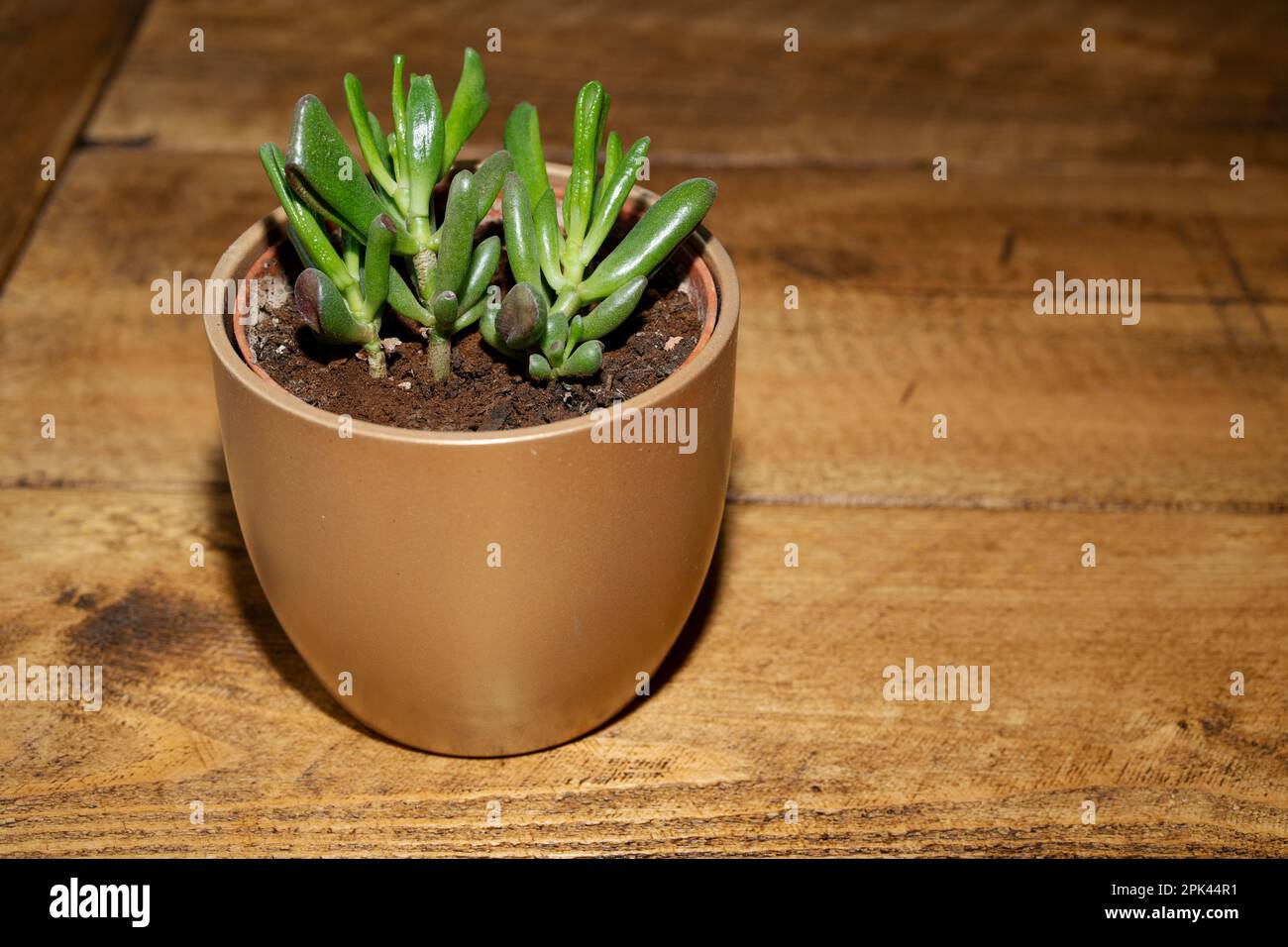 Jade plant, crassula ovata, indoors in a white pot on a wooden table. Stock Photo