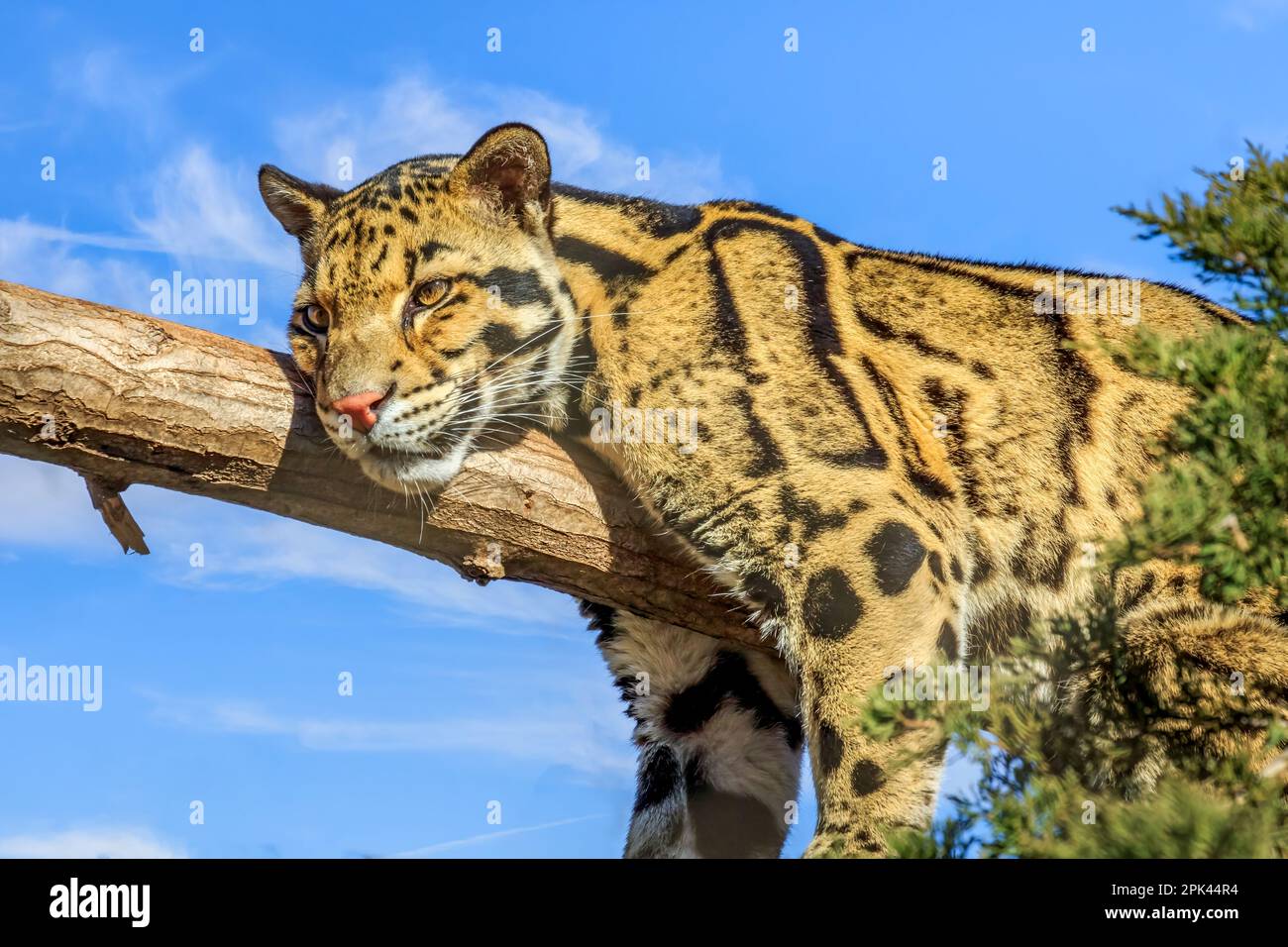 Clouded Leopard (Neofelis nebulosa) resting in a tree in a zoo Stock