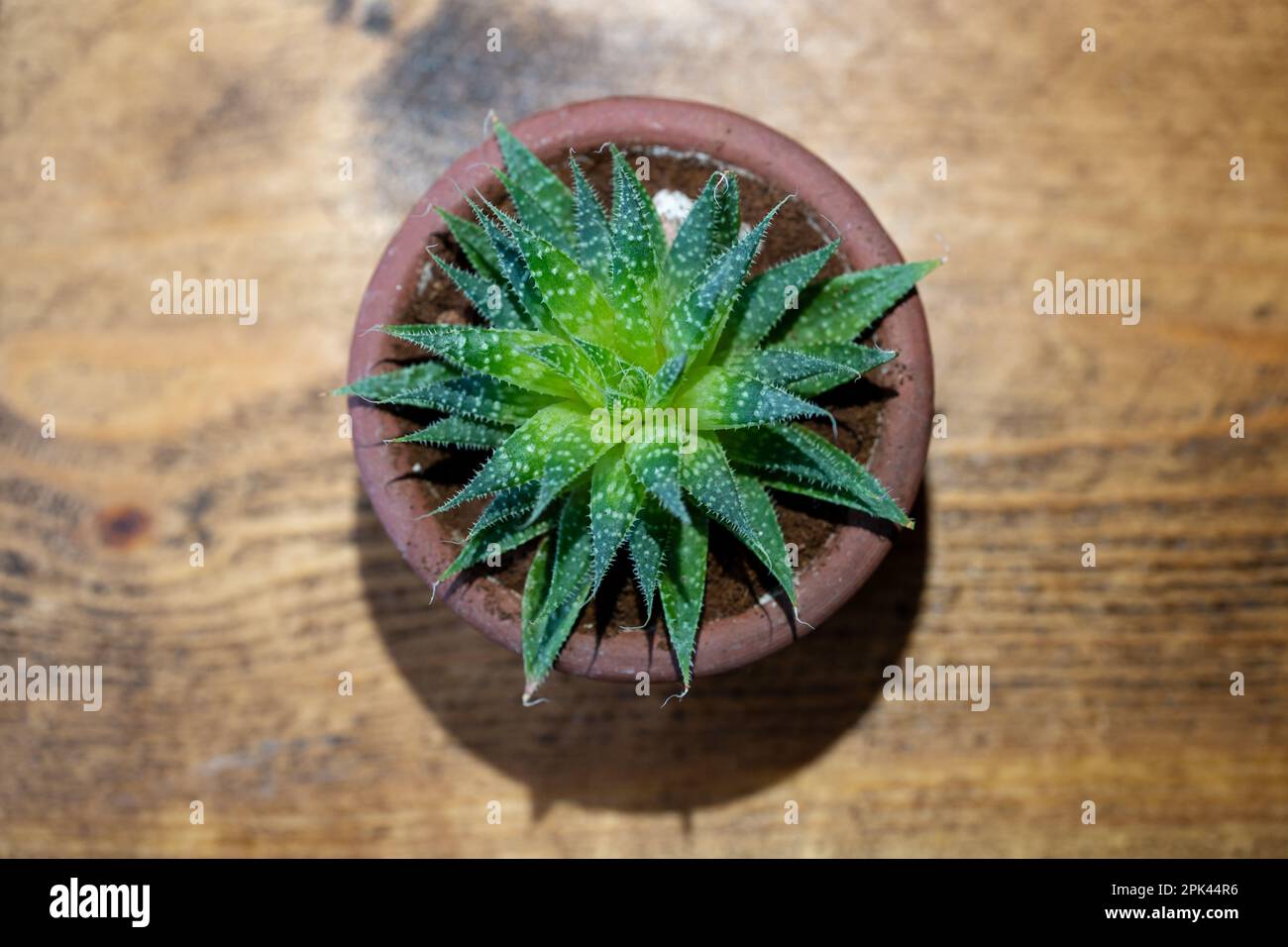 Lacy aloe, Aristaloe aristata, indoors in a pot on a wooden table. Stock Photo